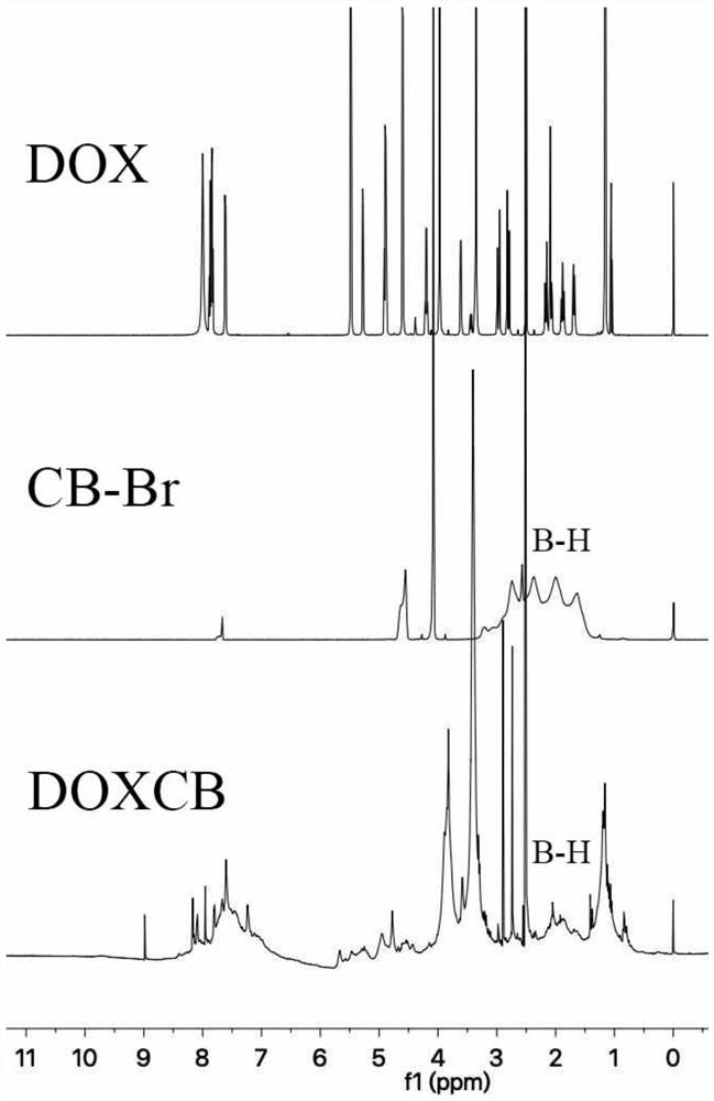 A kind of boron-containing preparation with cell nucleus targeting and its preparation method and application