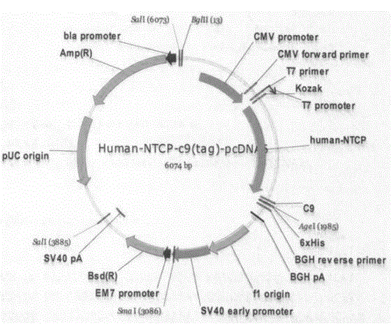 Building method of mouse model for expressing human NTCP (Na+/taurocholate Cotransporting Polypeptide) as hepatitis b virus receptor