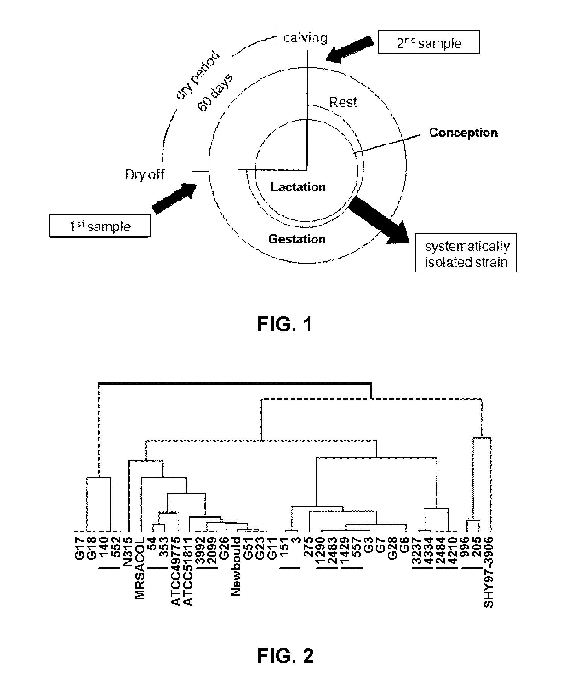 Bacterial vaccine components from Staphylococcus aureus and uses thereof