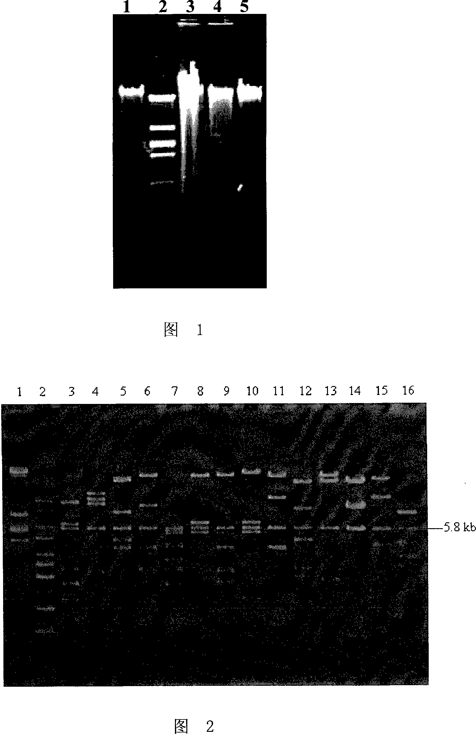 Endoglucanase as well as encoding gene and use thereof