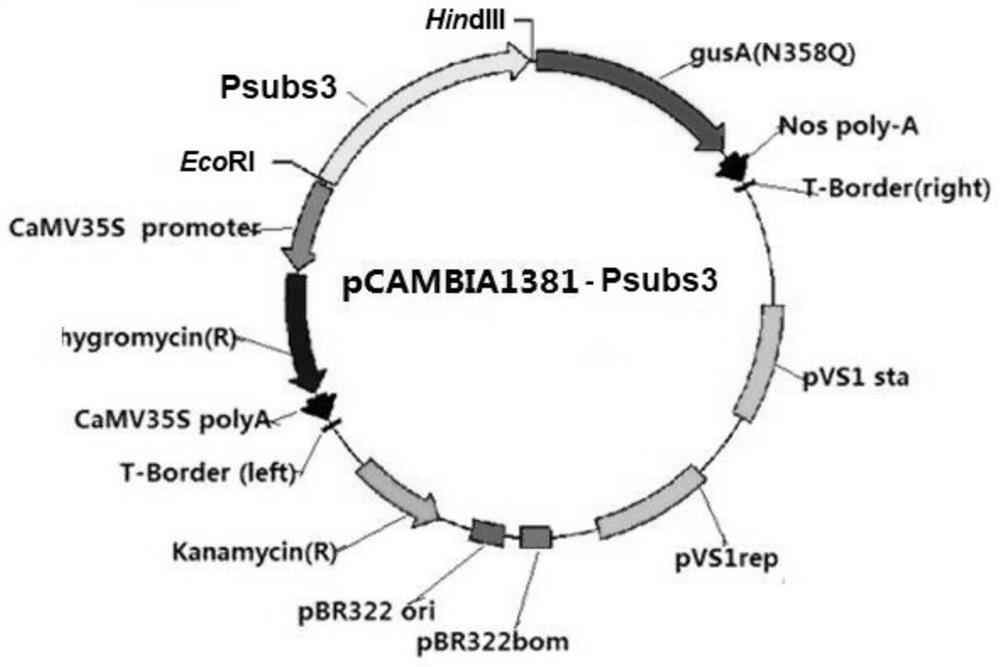 A rice exogenous stress-induced expression promoter psubs3 and its application