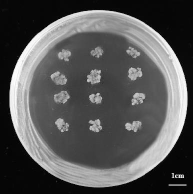 A method for callus induction and proliferation of water lily mature embryos