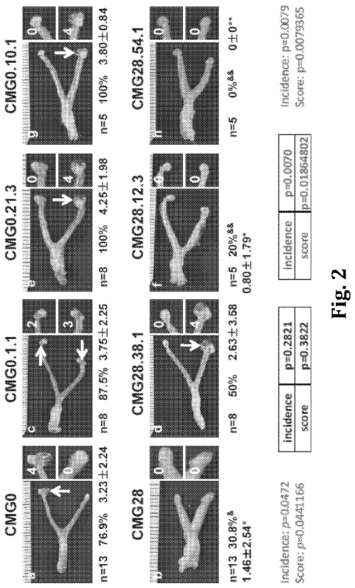 Methods and compositions for attenuated chlamydia as vaccine and vector