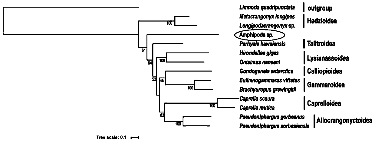 Mitochondrial genome sequence from an abyssal new species