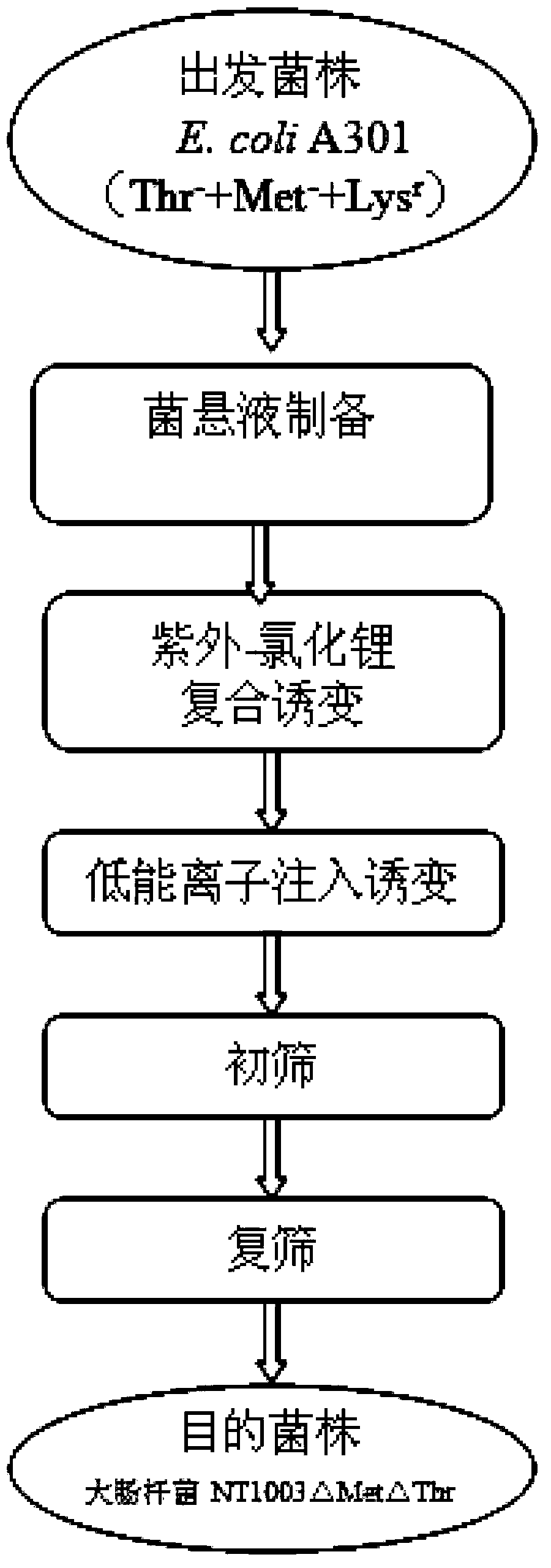 Strain for producing L-lysine and method thereof for producing L-lysine