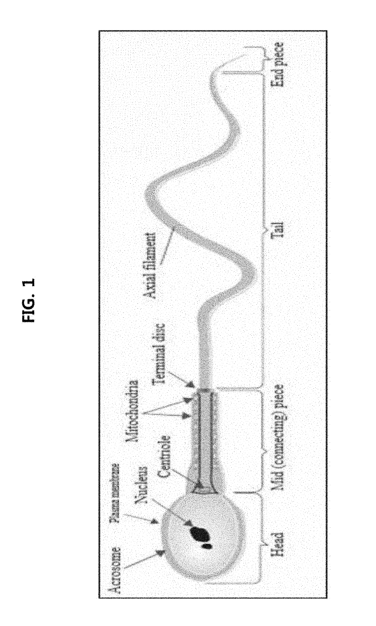 Method, apparatus and kit for human identification using polymer filter means for separation of sperm cells from biological samples that include other cell types