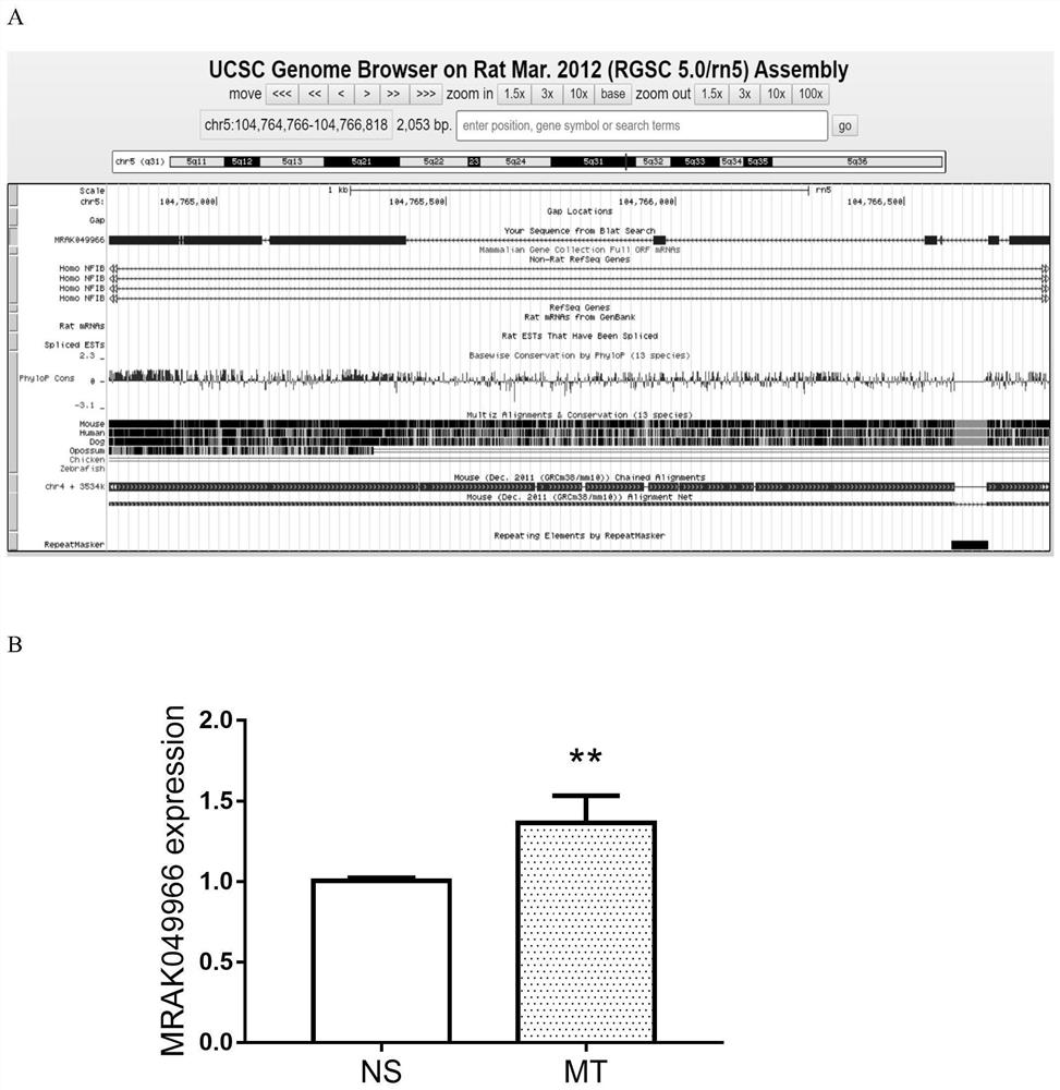 A kind of endogenous long chain non-coding rna MRAK049966 and its application