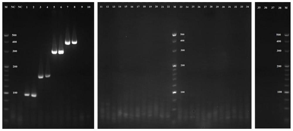 A multiple PCR detection kit for wheat aphids and their parasitoids