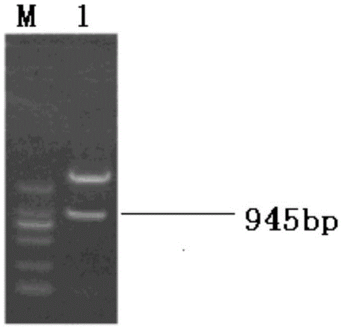 Estrogen receptor α gene, encoded protein and enzyme-linked immunoassay method in rice field eel