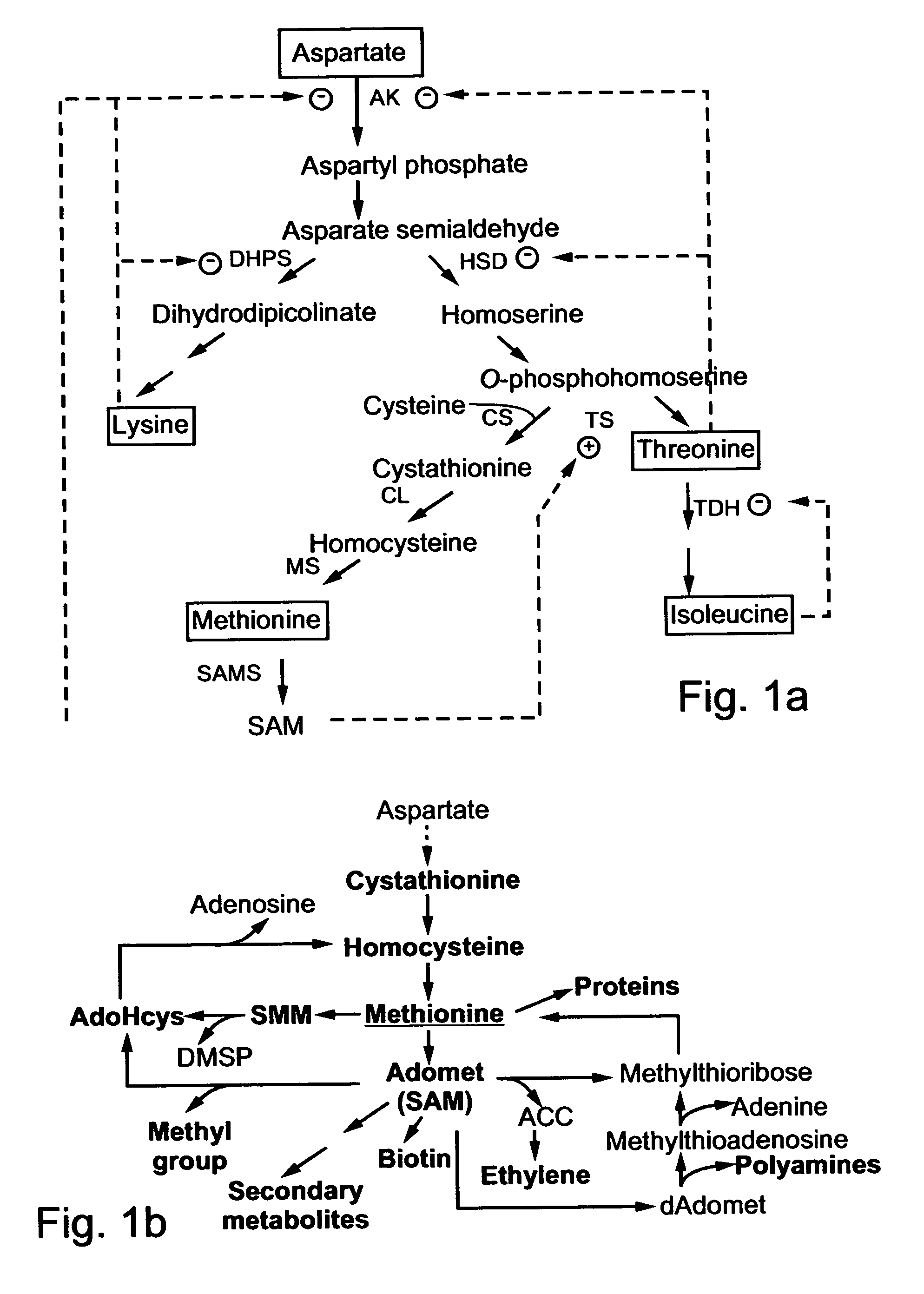 Plants characterized by an increased content of methionine and related metabolites, methods of generating same and uses thereof
