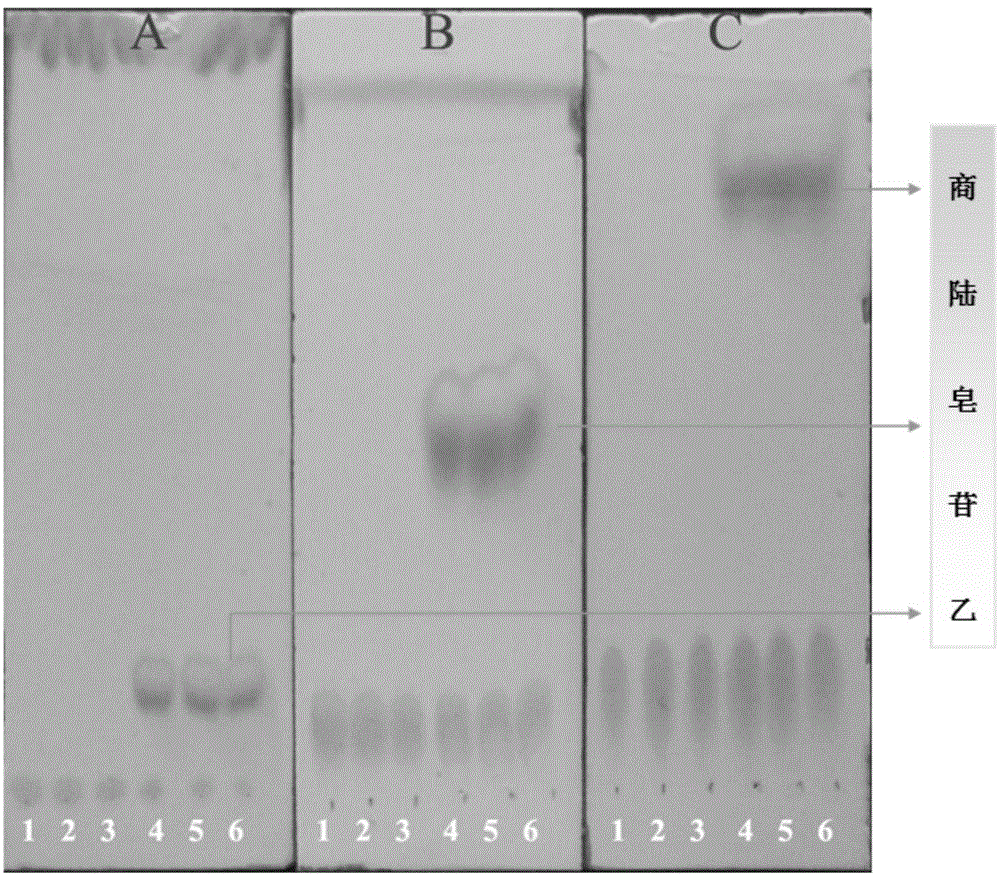 Method of preparing esculentoside B through enzymatic hydrolysis of esculentoside A