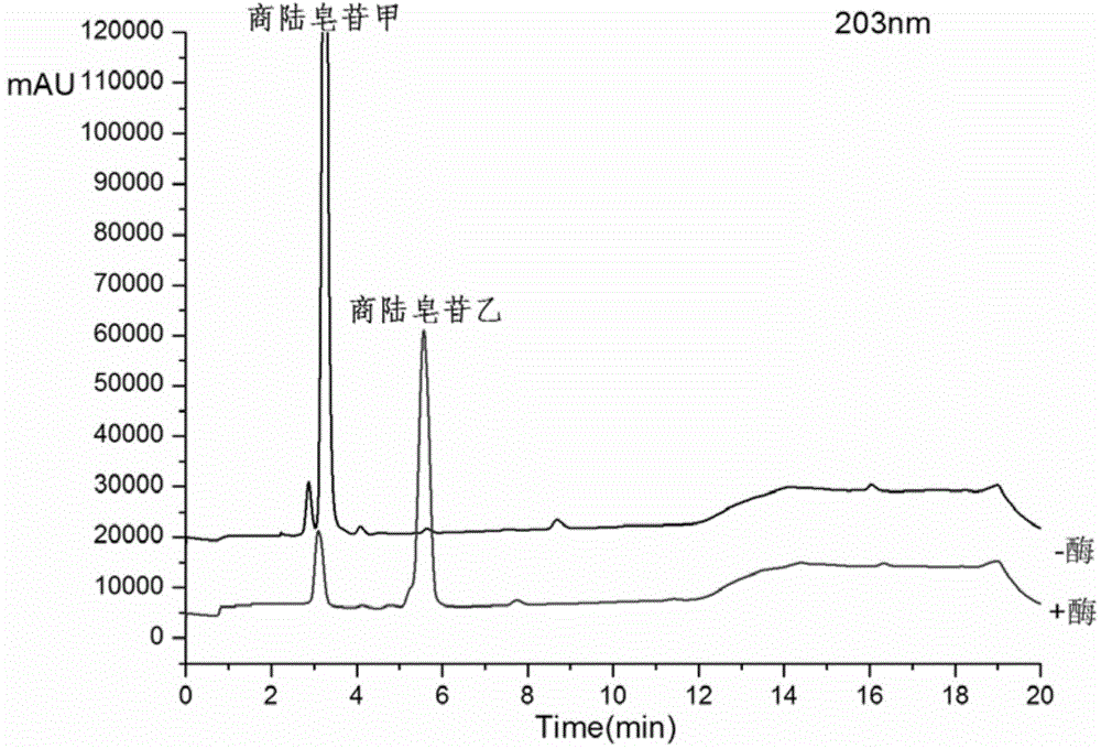 Method of preparing esculentoside B through enzymatic hydrolysis of esculentoside A