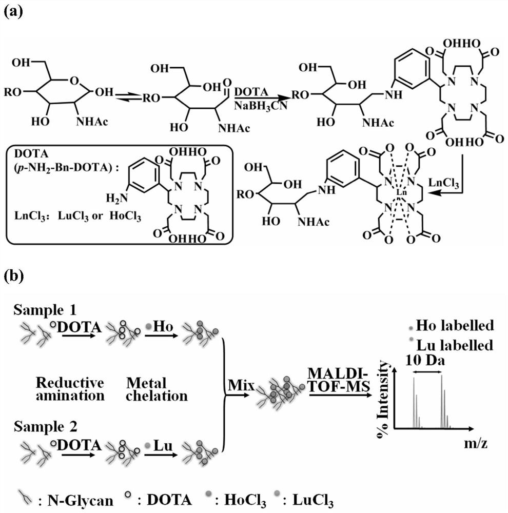 A method for the relative quantification of n-glycan chains based on mass spectrometry
