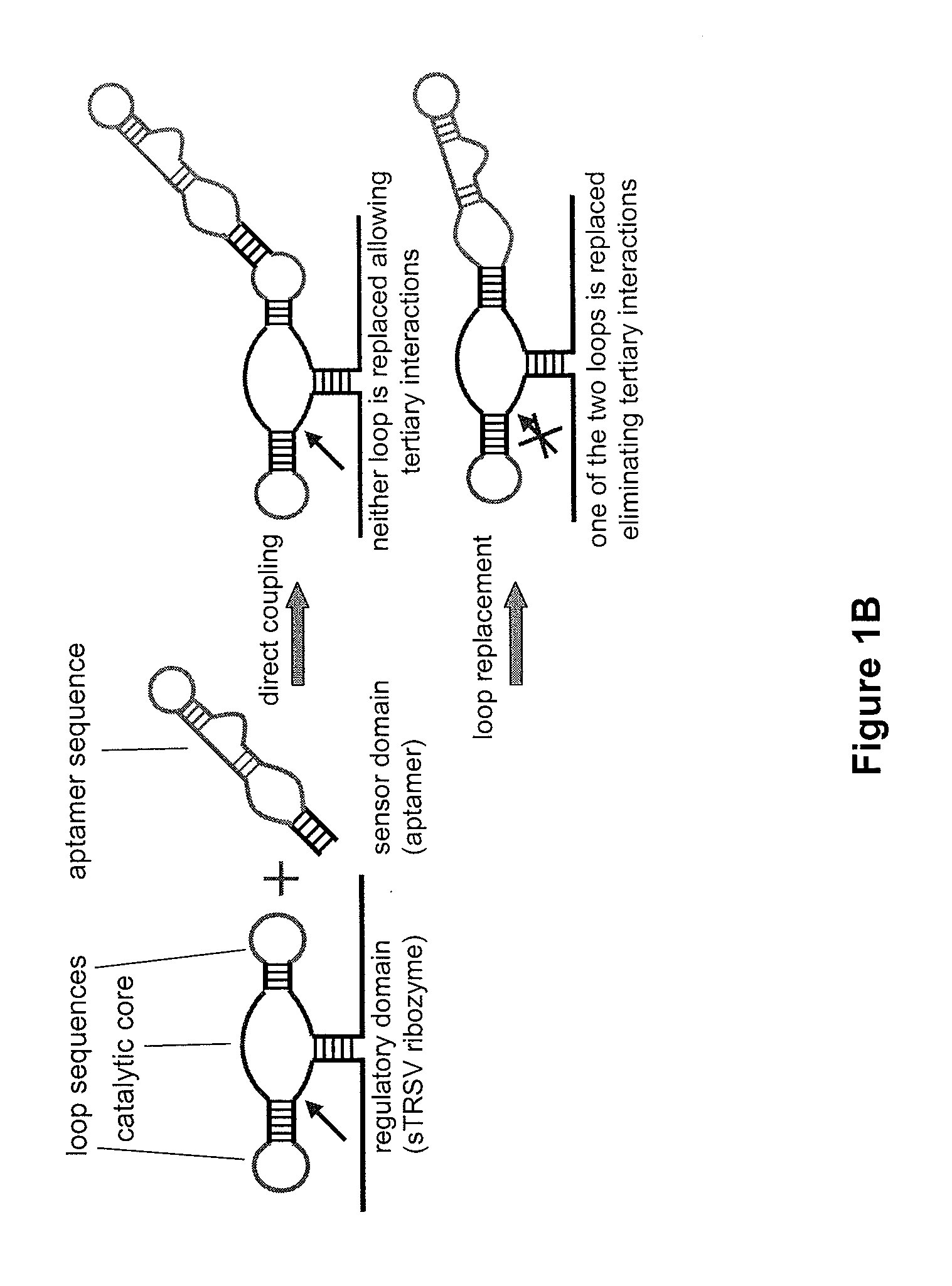 Modular aptamar-regulated ribozymes