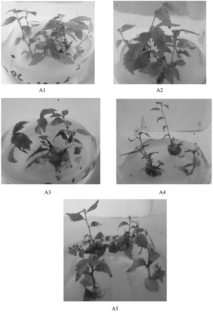 Rapid in-vitro propagation method of saline alkali tolerant fast-growing Ulmus pumila