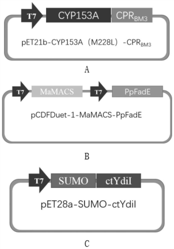Mutant enzyme CYP153A M228L and application thereof in synthesis of 10-hydroxy-2-decenoic acid