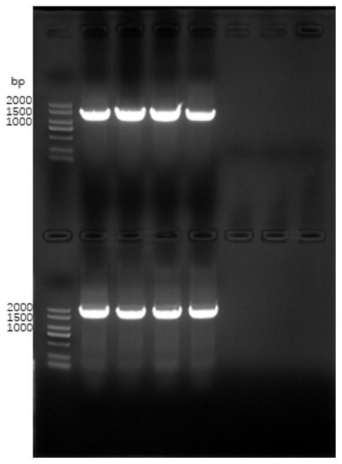 Mutant enzyme CYP153A M228L and application thereof in synthesis of 10-hydroxy-2-decenoic acid