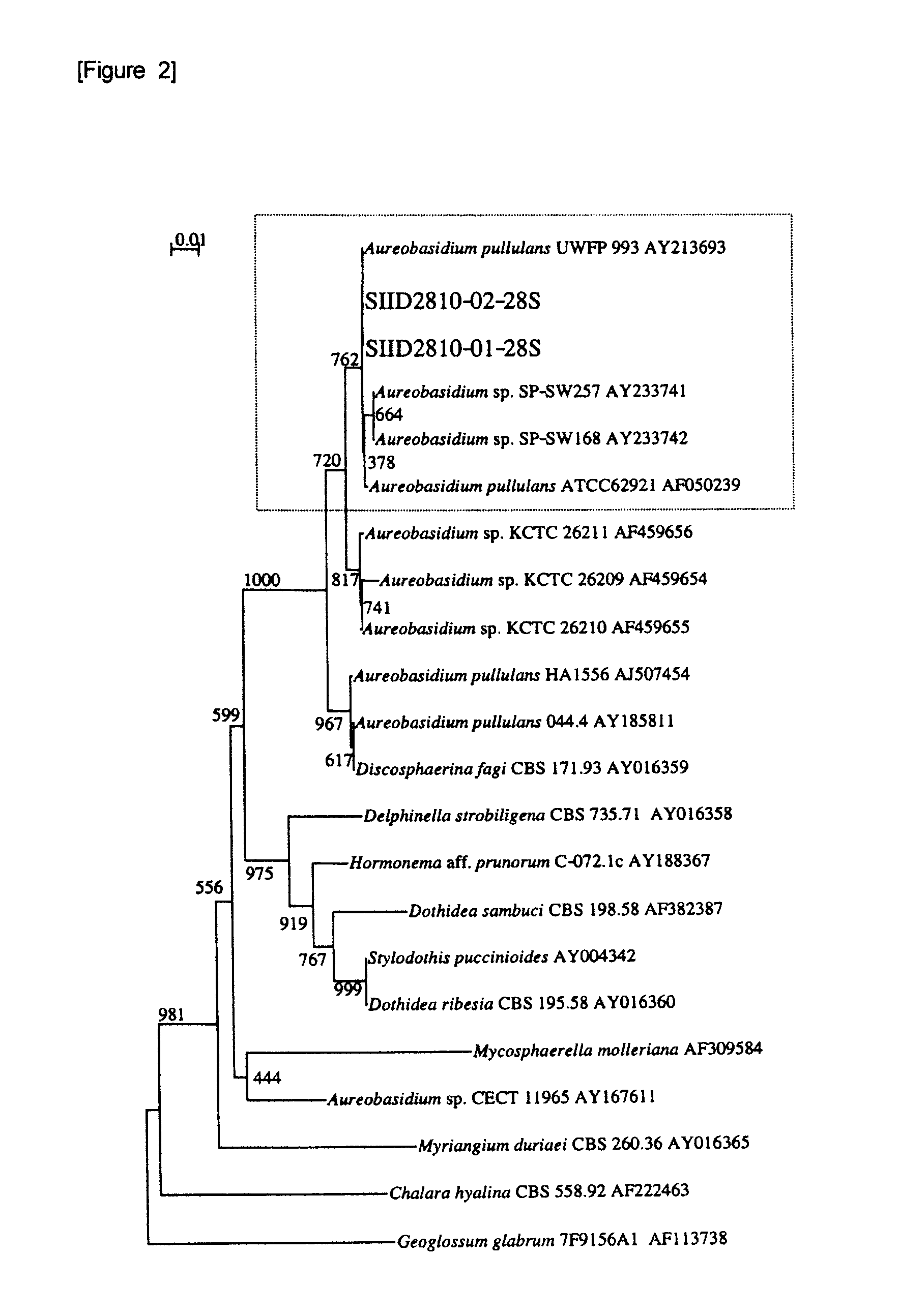 Composition containing β-glucan, method of producing the same and foods, drinks or skin moisturizers containing the composition