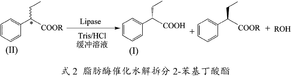 Method for preparing (S)-2-phenylbutyric acid by stereoselective enzyme catalytic hydrolysis