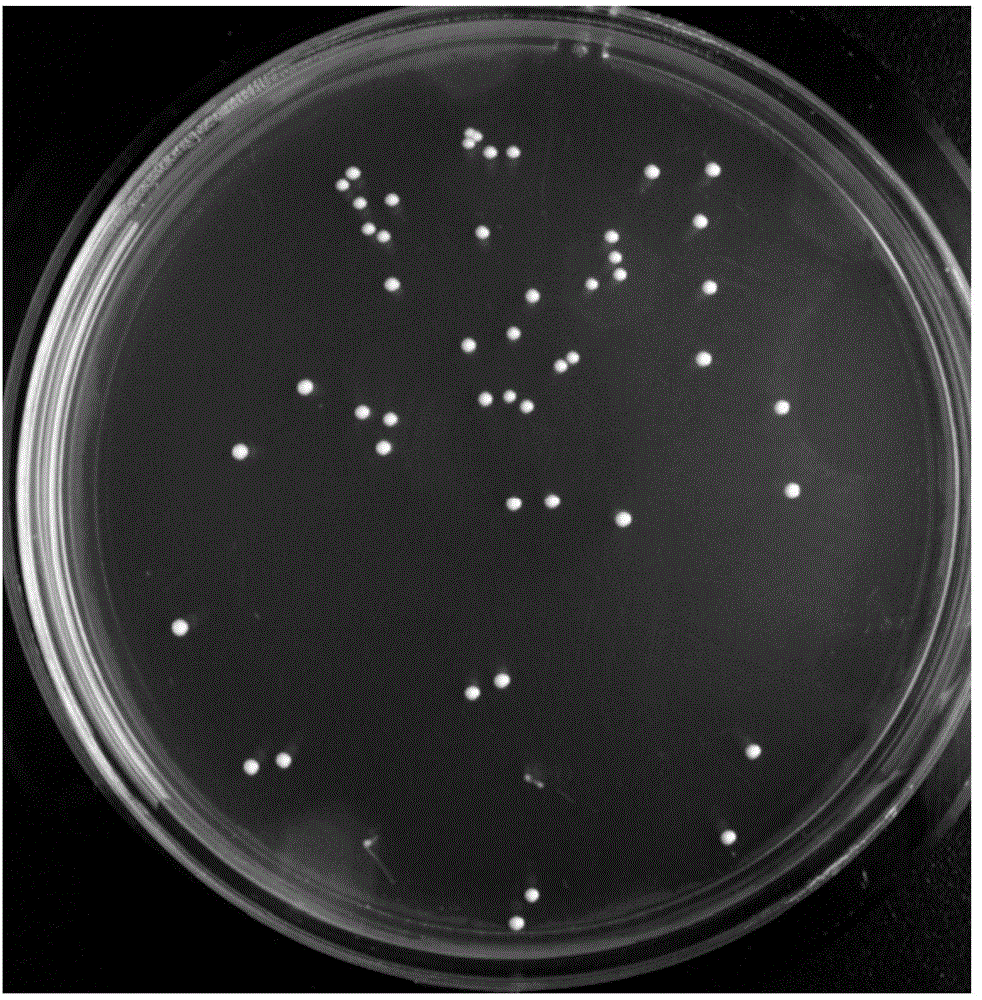 Lactobacillus plantarum AB-3 having bacteria inhibition activity and application thereof