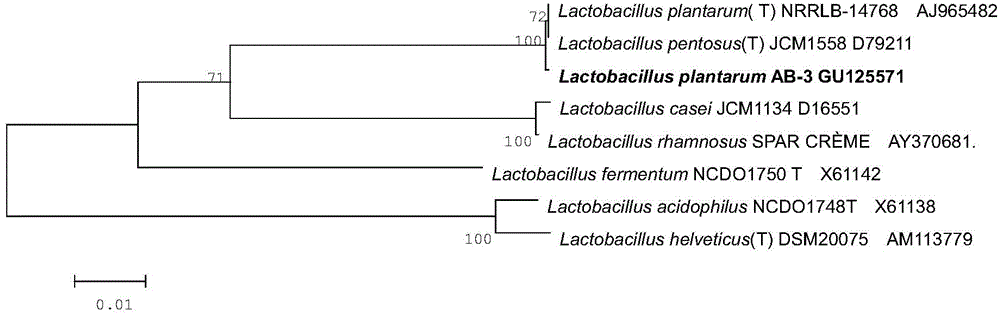 Lactobacillus plantarum AB-3 having bacteria inhibition activity and application thereof