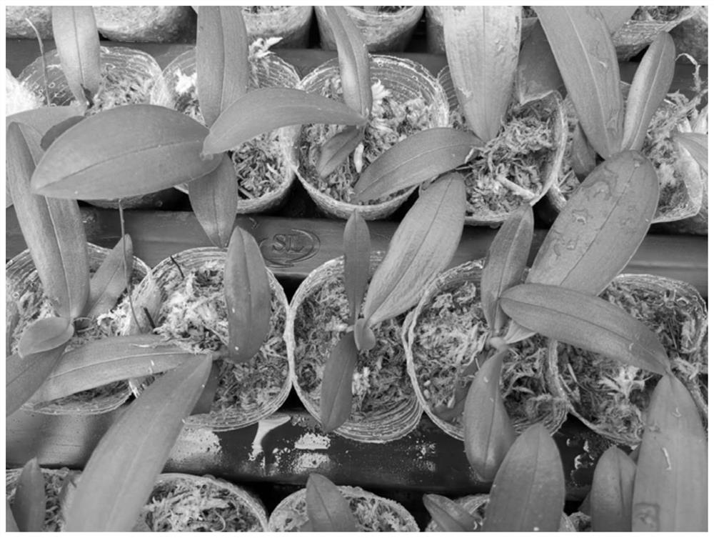 A kind of Phalaenopsis single bud propagation method using symbiotic bacterial agent