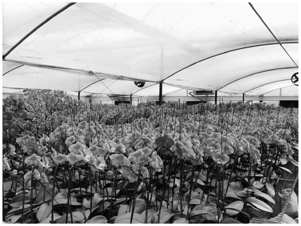 A kind of Phalaenopsis single bud propagation method using symbiotic bacterial agent