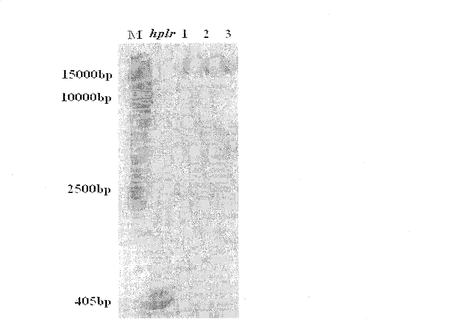 Paddy hpfr gene, expression product and application thereof