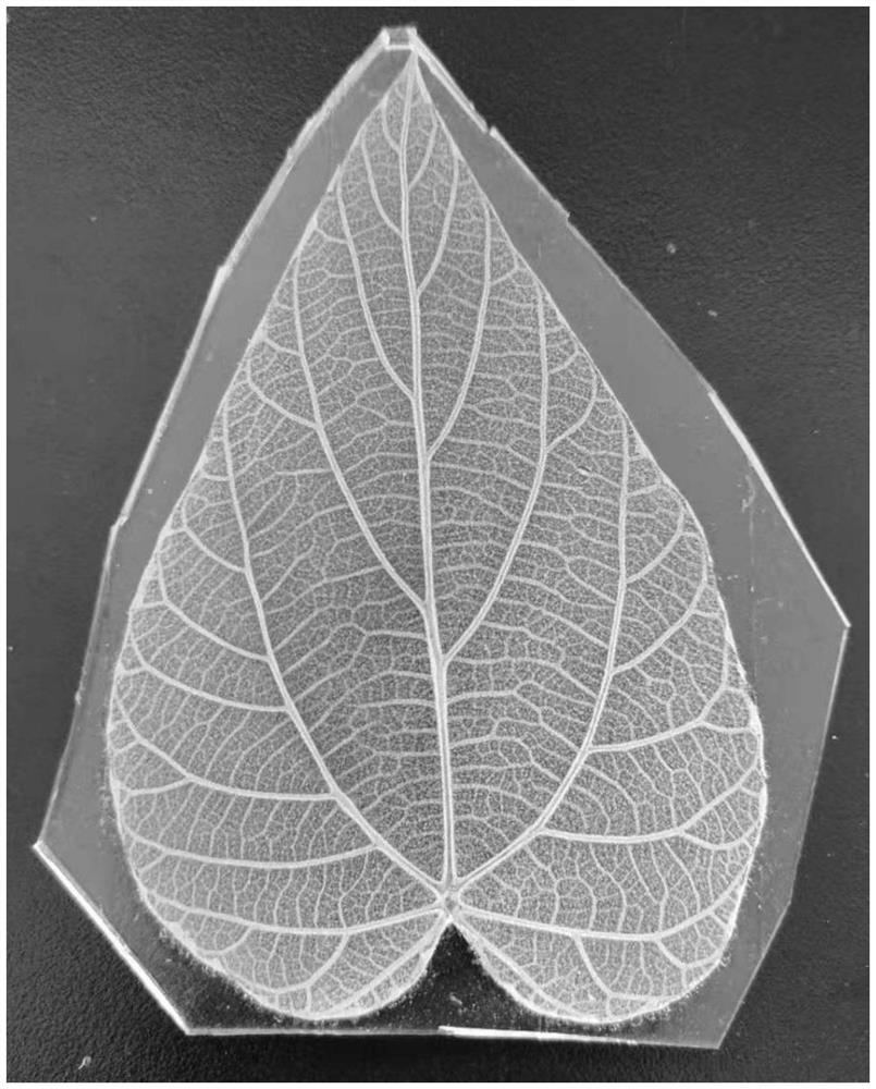 Bionic leaf model and preparation method and application thereof