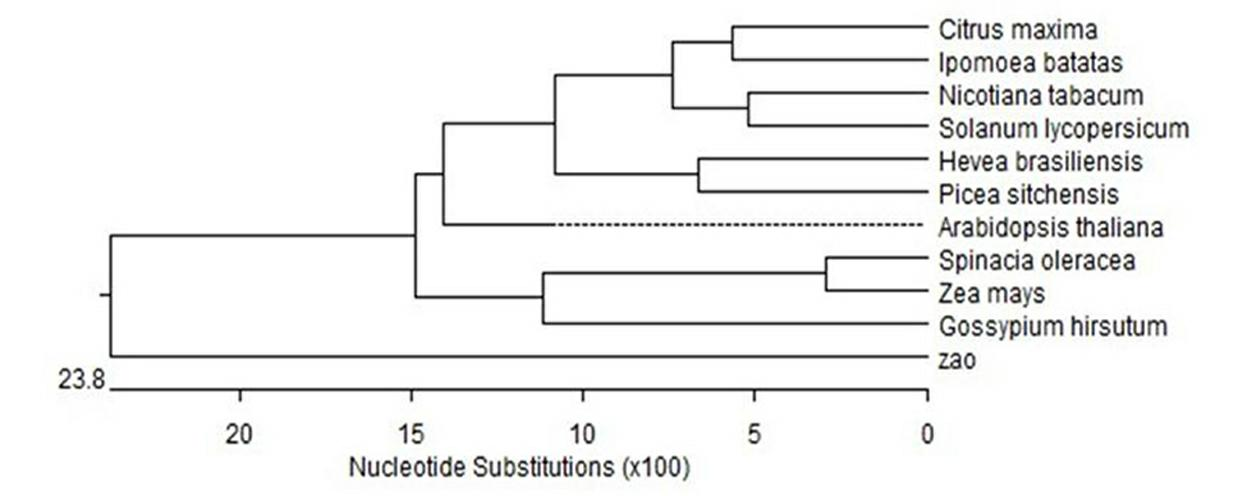 Jujube tree ascorbate peroxidase gene and application thereof in improving stress resistance of plants