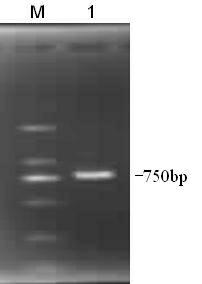 Jujube tree ascorbate peroxidase gene and application thereof in improving stress resistance of plants