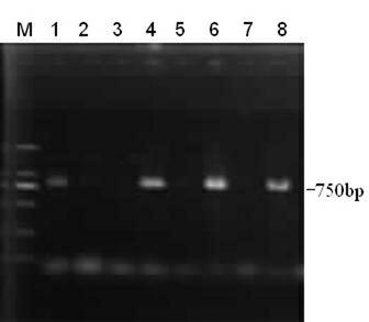 Jujube tree ascorbate peroxidase gene and application thereof in improving stress resistance of plants