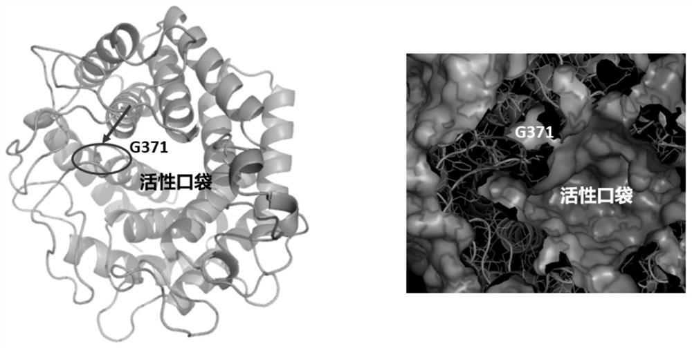 Method for increasing yield of sialic acid and application