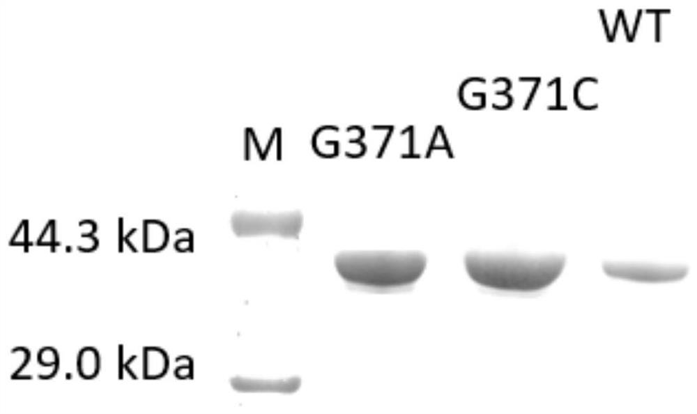 Method for increasing yield of sialic acid and application