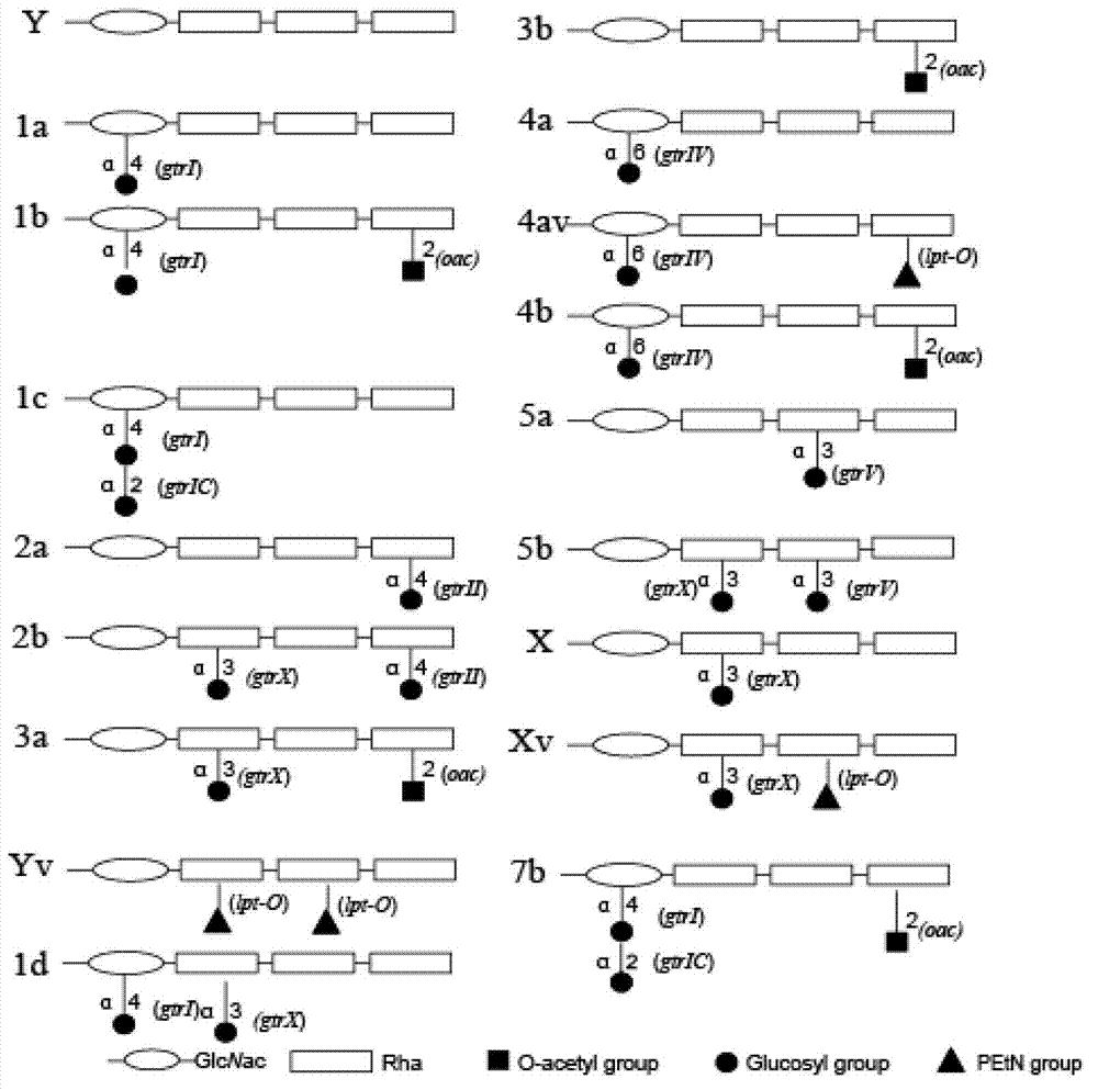 Shigella flexneri serotype detection primer, and multiplex amplification using it
