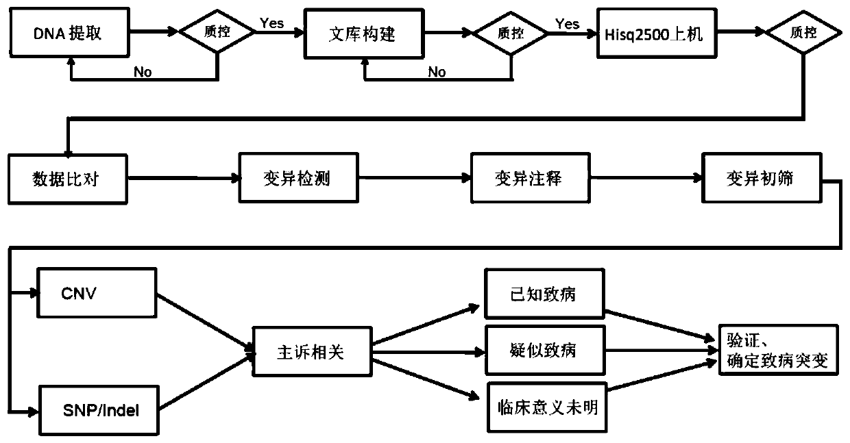 A mutant col4a5 gene and its application