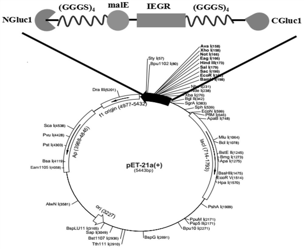 A kind of adjustable luciferase fusion protein, its preparation method and application