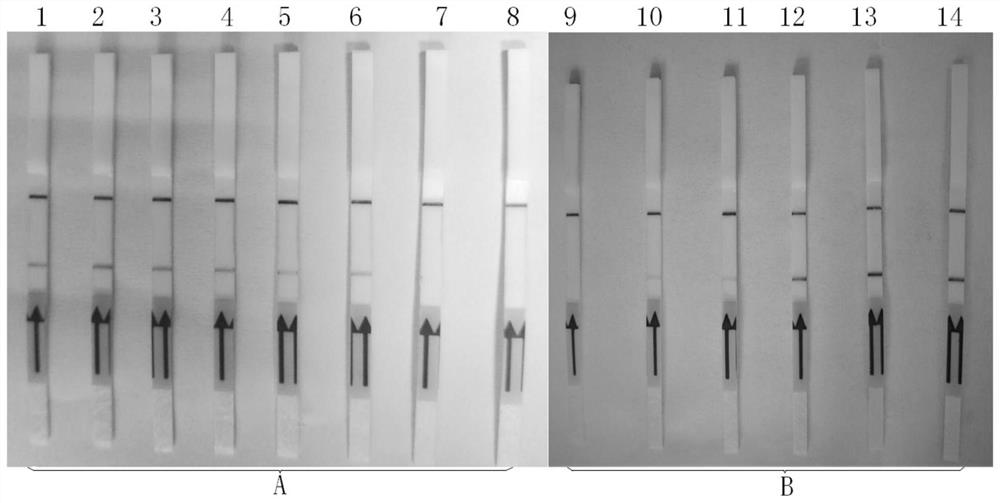 Primers, probe, kit and method for RPA-LFD visualization rapid detection of Schistosoma nucleic acid