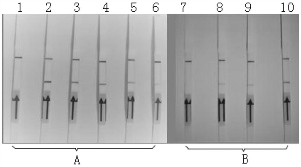 Primers, probe, kit and method for RPA-LFD visualization rapid detection of Schistosoma nucleic acid