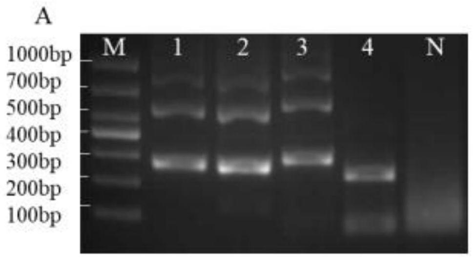 CRISPR/Cas12a one-step nucleic acid detection method