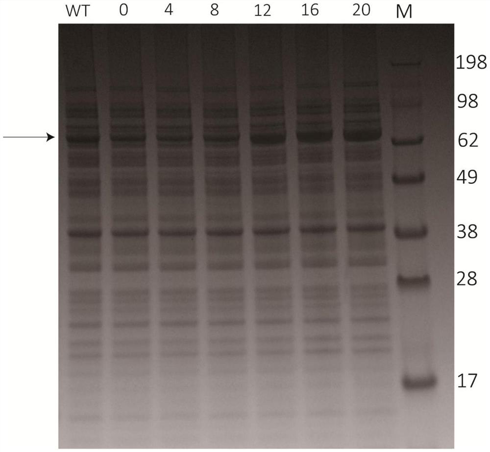 A kind of dna for increasing the amount of foreign gene mRNA and its application