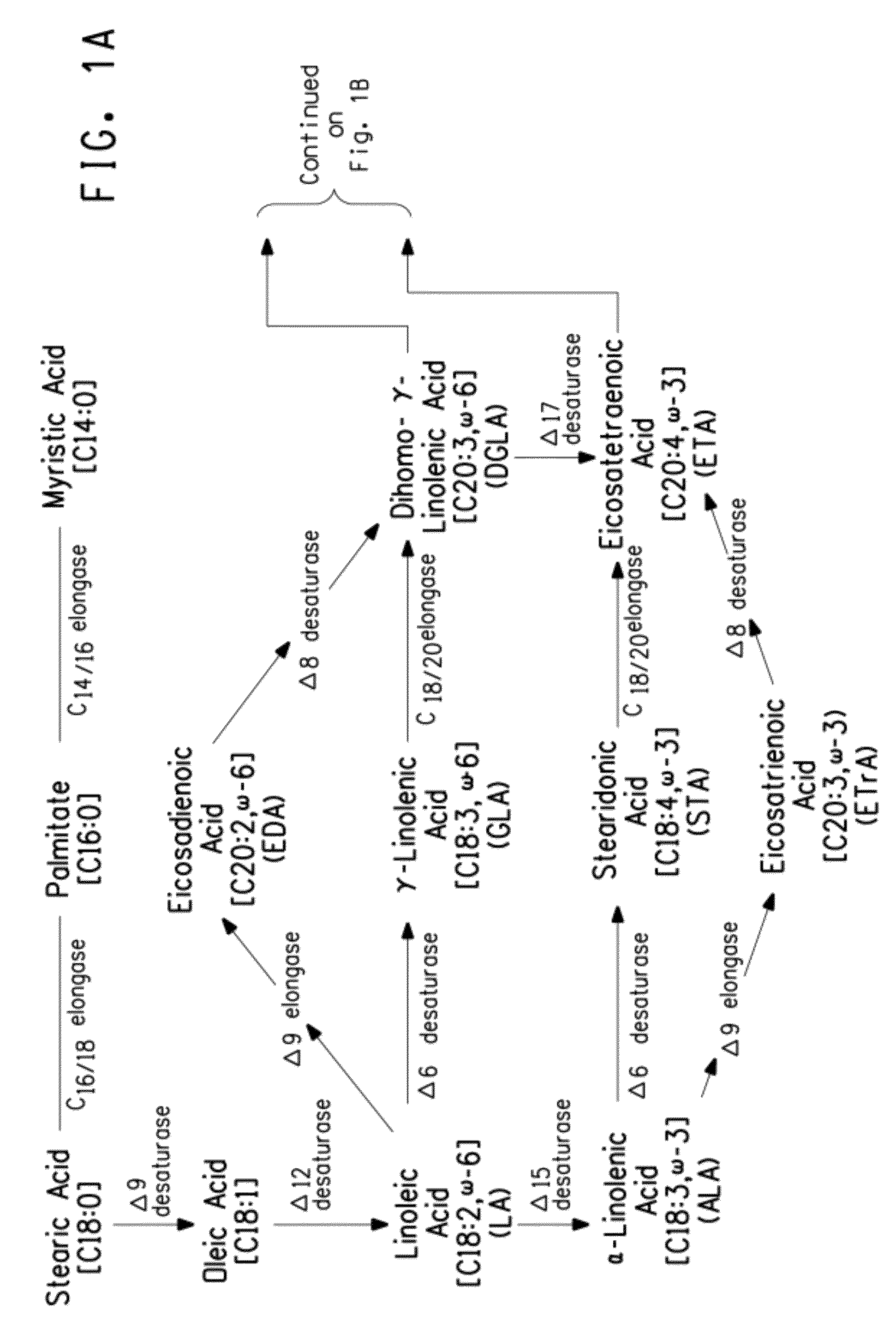 Mutant delta-5 desaturases mutated in the heme-binding motif (HPGG) and their use in making polyunsaturated fatty acids