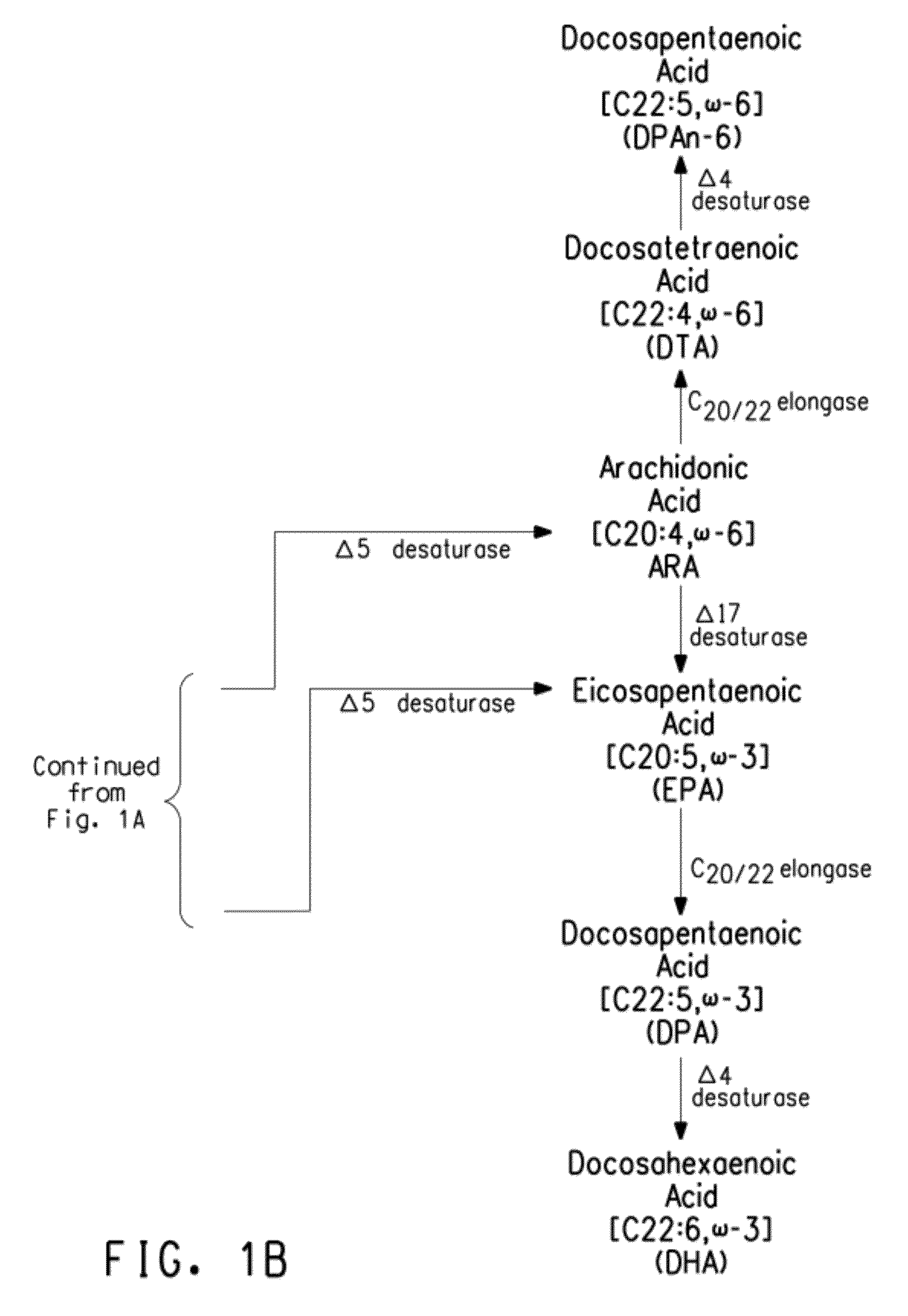 Mutant delta-5 desaturases mutated in the heme-binding motif (HPGG) and their use in making polyunsaturated fatty acids