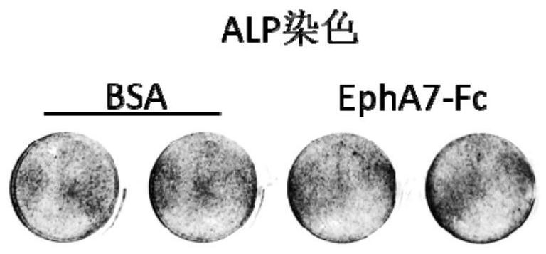 EphA7-Fc fusion protein and application thereof in drugs for preventing and/or treating osteoporosis diseases