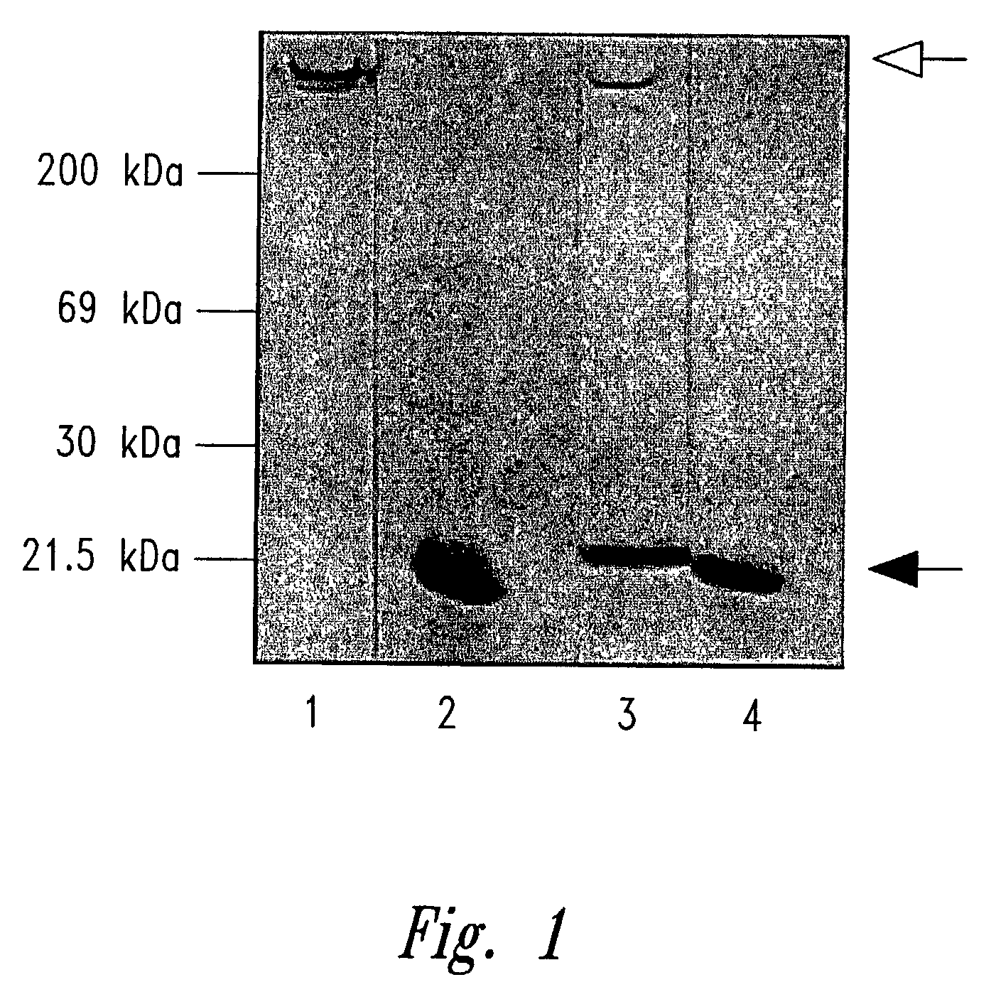 Compositions containing nucleic acids and ligands for therapeutic treatment