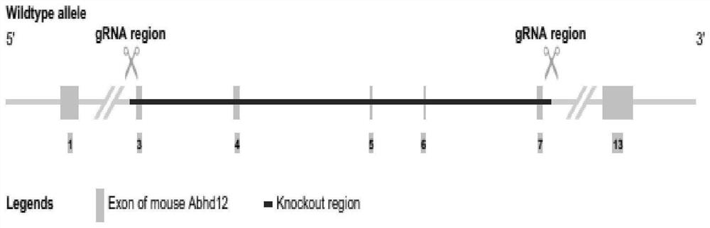 Method for knocking out mouse Abhd12 gene by using CRISPR/Cas9 system and application