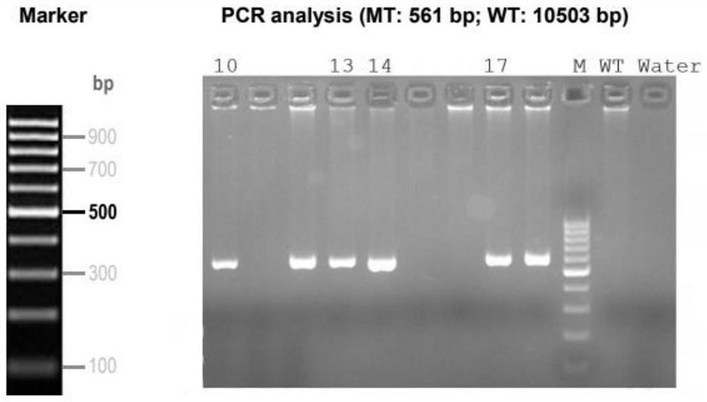 Method for knocking out mouse Abhd12 gene by using CRISPR/Cas9 system and application