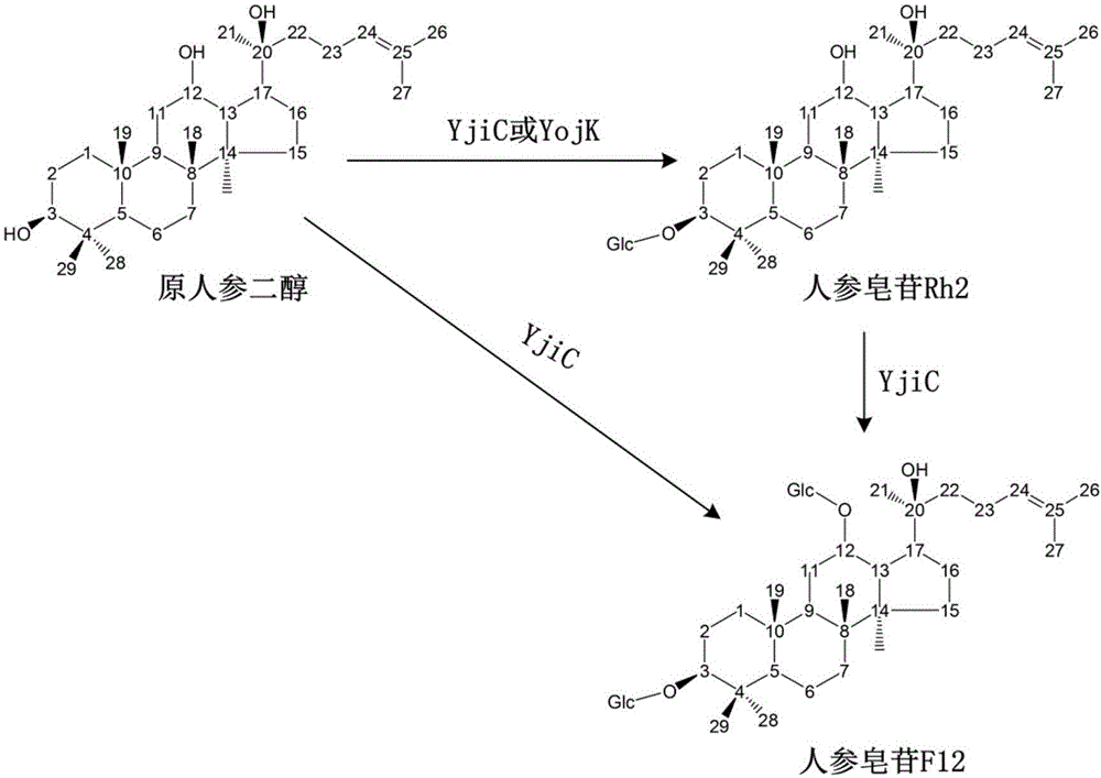 Production method of rare ginsenoside Rh2