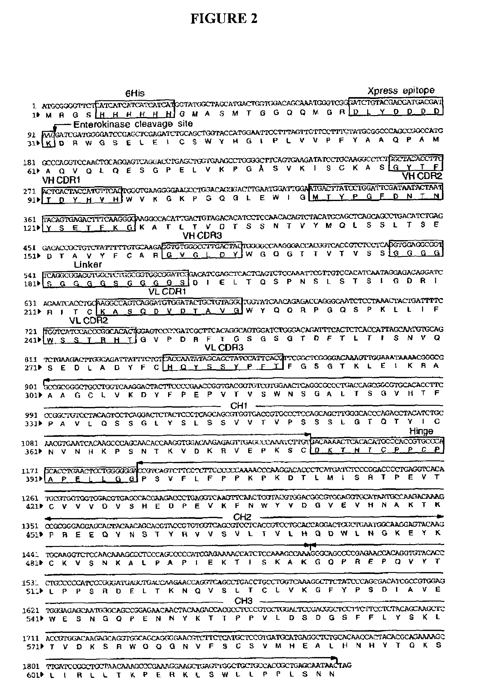 Fusion protein of human IgG1 heavy chain constant region and scFv antibody against equine encephalitis virus