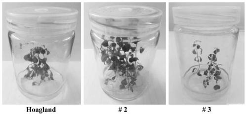 A method for tissue culture and multiplication of Pseudostellaria heterophylla virus-free seedlings